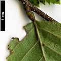 SpeciesSub: var. parvifolia